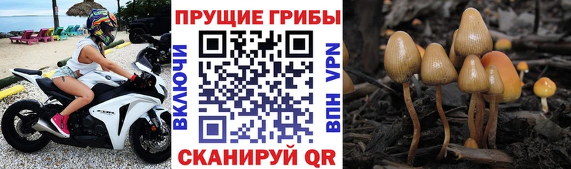 Галлюциногенные грибы Cubensis  Тольятти 